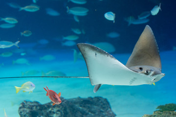 エイ © 宏通 花房