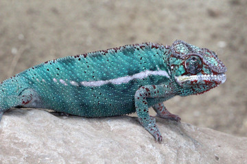 Pantherchamaeleon