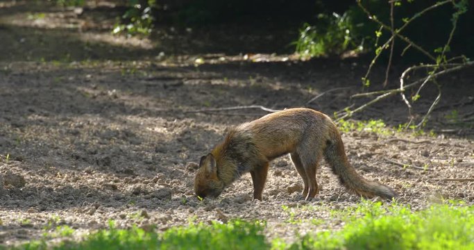 Strong red fox male (vulpes vulpes) eathing corn grain in the forest.