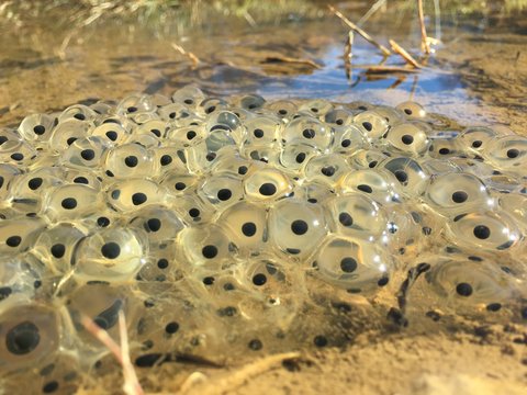 Frog eggs in a puddle of a road in mountain, a sunny day. Transparent spheres