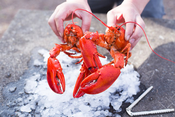 Cracking a boiled red lobster on a concrete table