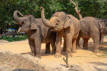 elephant in zoo