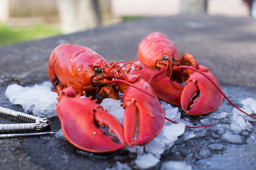 Cracking a boiled red lobster on a concrete table