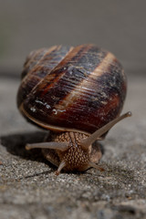Big snail in shell crawling on road, summer day. Slug close up
