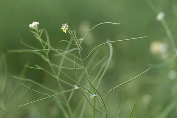 Beautiful yellow wild flowers on a background of green grass. Selective focus. Early morning. Dawn. Fog.
