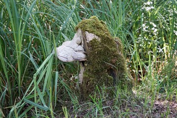 Pilz und Moos auf Baumstumpf
