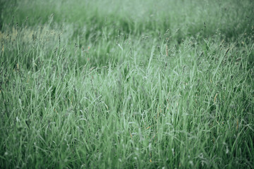 Summer background. Meadow grass, selective focus, blurred background.