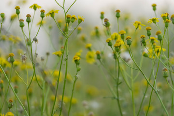Beautiful yellow wild flowers on a background of green grass. Selective focus. Early morning. Dawn. Fog.