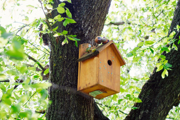 tree house for birds on the tree, birdhouse from the tree for wintering birds