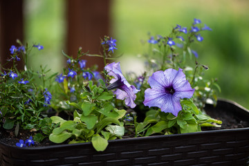Blue petunia flowers in a pot in the garden on a blurred green background.