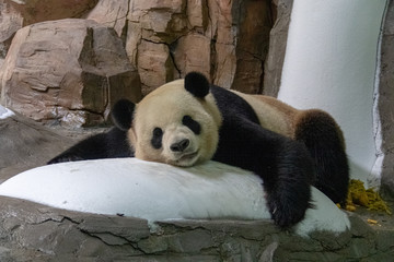 giant panda laying on ice to keep cool © Daryl