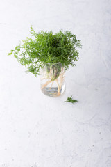 Fresh homegrown organic dill with roots, plant