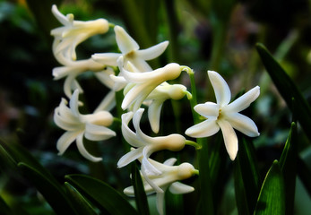 Fototapeta premium White hyacinths