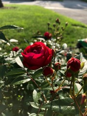 red rose in garden
