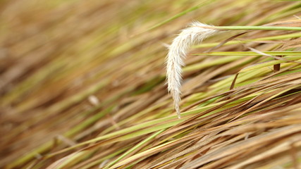 White flower fluff of the blady grass or (cogongrass, Japanese bloodgrass, Kunai grass, Lalang)