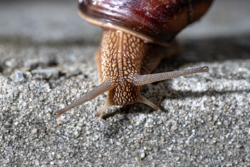 Big snail in shell crawling on road, summer day. Slug close up