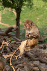 adult macaque monkey sitting on a branch of a log