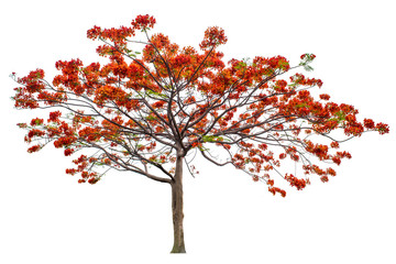 The tree that is completely separated from the background with the delicateness Can be used in many ways Has a scientific name Caesalpinia pulcherrima (L.) Sw.