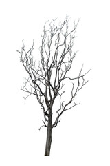 Fototapeta na wymiar Perennial dead tree on a white background.