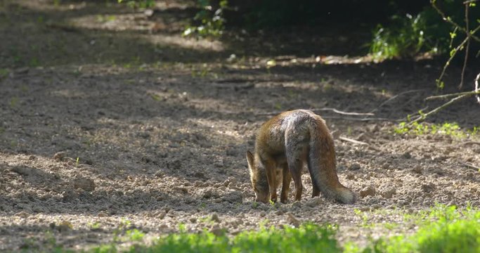 Strong red fox male (vulpes vulpes) eathing corn grain in the forest.