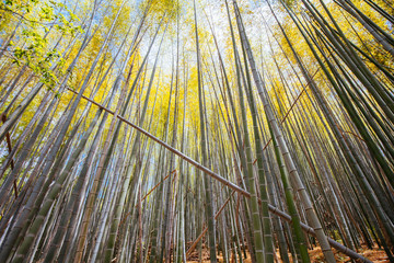 Secret Bamboo Forest of Fushimi Inari Shrine
