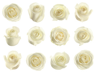 Set of beautiful tender roses on white background