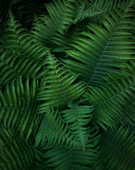 Fototapeta na wymiar Green leaves of wild forest fern. Texture.