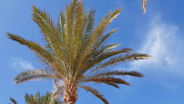 palm tree against the blue sky. clearly visible palm trunk. foliage loosened in the wind