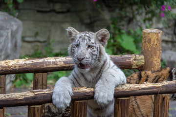 baby white tiger cub posing in zoo © Daryl