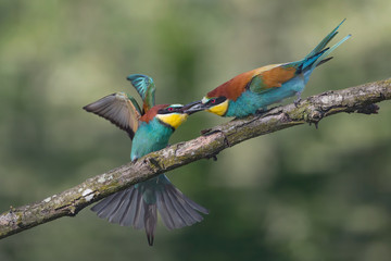 Combat between European bee eaters in breeding season (Merops apiaster)