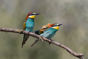 Engaged couple of European bee eater (Merops apiaster)