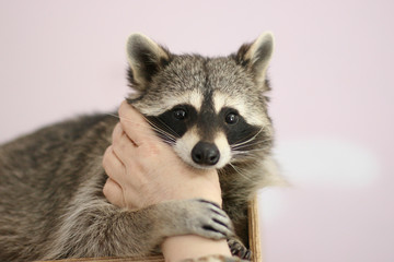 hair,paw,home,indoors,adorable,animal,background,beautiful,brown,closeup,cute,domestic,eyes,fluffy,funny,fur,furry,mammal,pet,photo,photography,portrait,pretty,raccoon,small,young