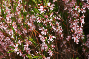 Blooming tree in a sping. Young tree on green background.