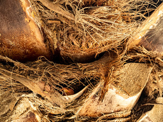 Palm tree macro shoot
