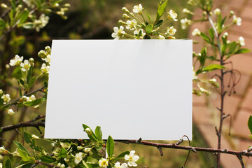 Top view background with flowers. Flowers composition.  Mockup card with plants. Mockup with postcard and flowers on green background.