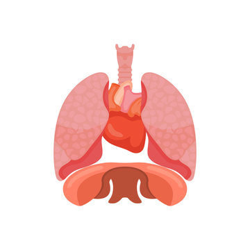 Lungs icon, flat style. Internal organs of the human design element, logo. Anatomy, medicine concept. Healthcare. Isolated on white background.