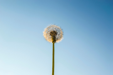 Dandelion at sunset photo. close up