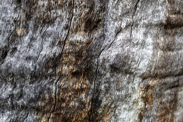Grayish Cracked Old Oak Tree Texture