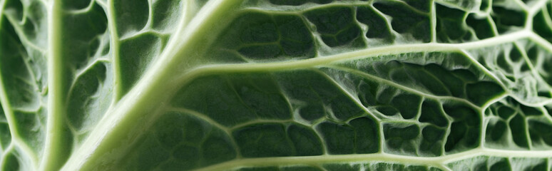 close up view of green fresh cabbage leaf, panoramic shot