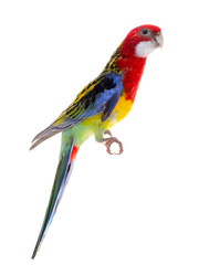  Rosella parrot isolated
