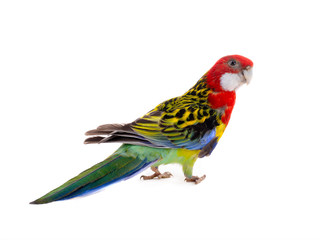 Rosella parrot isolated