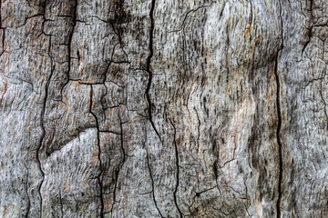 Grayish Cracked Old Oak Tree Texture