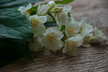 Fototapeta premium jasmine