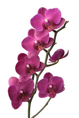 Fototapeta na wymiar Purple phalaenopsis orchids