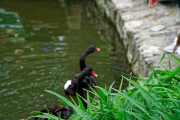 Swans couple on lake. Ducks and black swans in the reserve
