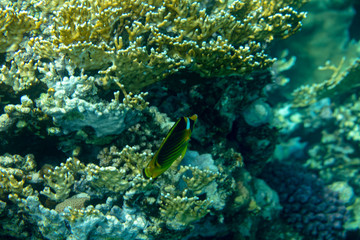 sea fish near coral, underwater