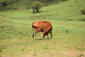 Naklejka na ściany i meble Cow grazing on mountain slope