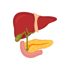 Liver and pancreas on a white isolated background. Vector illustration