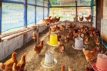 Brown feather and red cockscomb farm chickens