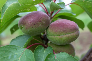 Apricot Branch With Growing Fruits